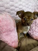 Mochi, a female Chihuahua for sale in Albuquerque, NM – 7 of 9