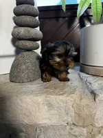 Precious, a female Yorkshire Terrier for sale in Albuquerque, NM – 3 of 10
