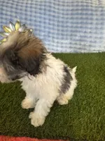 Archie , a male Maltipoo for sale in Albuquerque, NM – 9 of 9