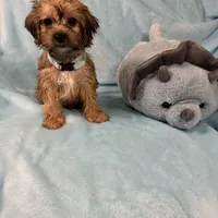 Lonny, a male Yorkipoo for sale in Rio Rancho, NM – Photo 5 of 5