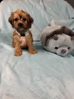 Rutlin, a male Yorkipoo for sale in Rio Rancho, NM – Photo 5 of 5