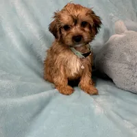 Lonny, a male Yorkipoo for sale in Rio Rancho, NM – Photo 1 of 5