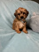 Rutlin, a male Yorkipoo for sale in Rio Rancho, NM – Photo 1 of 5