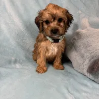 Lonny, a male Yorkipoo for sale in Rio Rancho, NM – Photo 4 of 5