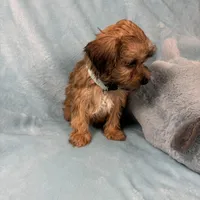 Lonny, a male Yorkipoo for sale in Rio Rancho, NM – Photo 3 of 5