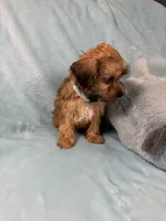 Rutlin, a male Yorkipoo for sale in Rio Rancho, NM – Photo 3 of 5