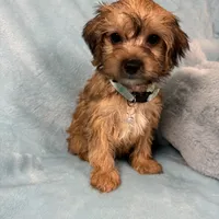 Lonny, a male Yorkipoo for sale in Rio Rancho, NM – Photo 2 of 5