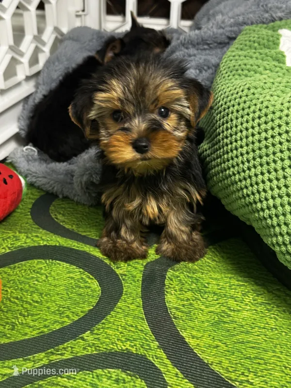 Winston – Yorkshire Terrier puppy for sale in Albuquerque, NM