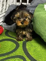 Winston, a male Yorkshire Terrier for sale in Albuquerque, NM – 1 of 6