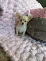 Chloe, a female Chihuahua for sale in Albuquerque, NM – 4 of 10