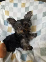Romi, a male Yorkshire Terrier for sale in Albuquerque, NM – 7 of 7