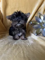 Tiny Toes (Snuggles), a male Yorkshire Terrier for sale in Albuquerque, NM – 7 of 7
