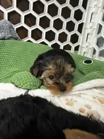 Winston, a male Yorkshire Terrier for sale in Albuquerque, NM – 5 of 6