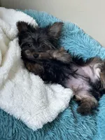 Bodhi, a male Yorkshire Terrier for sale in Albuquerque, NM – 2 of 5