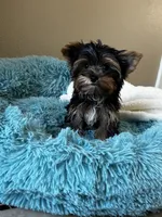 Miggie, a male Yorkshire Terrier for sale in Albuquerque, NM – 4 of 5