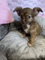 Mochi, a female Chihuahua for sale in Albuquerque, NM – 9 of 9