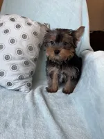 Snuggles, a male Yorkshire Terrier for sale in Albuquerque, NM – 2 of 5