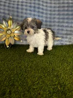 Archie , a male Maltipoo for sale in Albuquerque, NM – 6 of 9