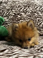 Teddy, a male Pomeranian for sale in Albuquerque, NM – 5 of 6