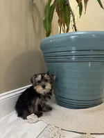 Rover, a male Yorkshire Terrier for sale in Albuquerque, NM – 4 of 5