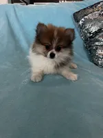 Diego, a male Pomeranian for sale in Albuquerque, NM – 6 of 6
