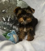 Sammy, a male Yorkshire Terrier for sale in Albuquerque, NM – 3 of 3