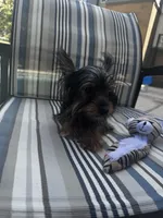 Sunny, a male Yorkshire Terrier for sale in Albuquerque, NM – 5 of 5