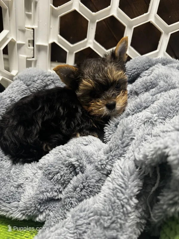 Sammy – Yorkshire Terrier puppy for sale in Albuquerque, NM