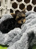 Sammy, a male Yorkshire Terrier for sale in Albuquerque, NM – 1 of 7