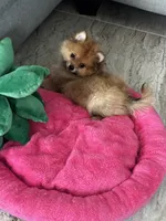 Betty boop, a female Pomeranian for sale in Albuquerque, NM – 4 of 6