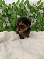 Romeo, a male Yorkshire Terrier for sale in Albuquerque, NM – Photo 6 of 9