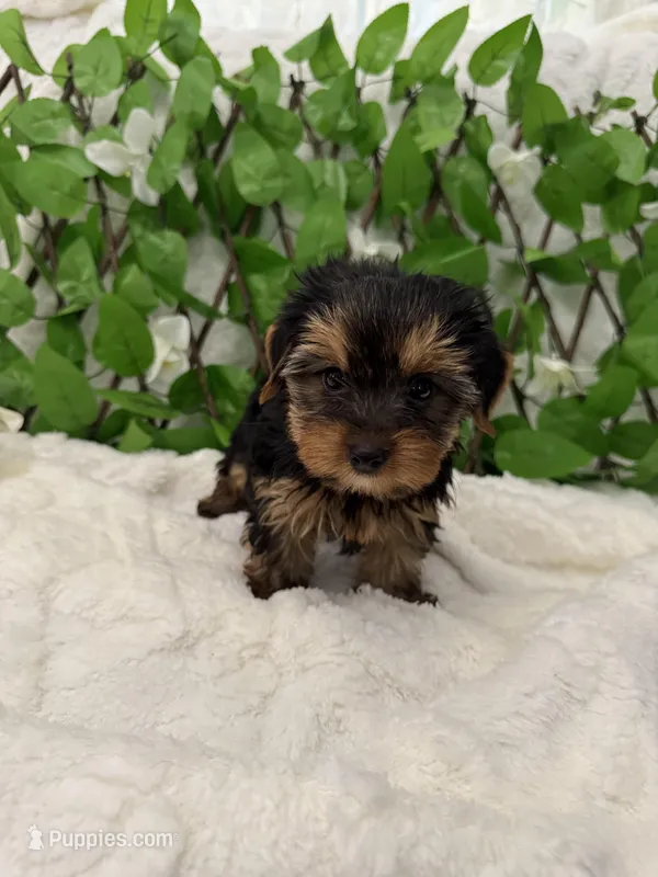 Romeo – Yorkshire Terrier puppy for sale in Albuquerque, NM