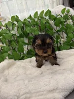 Romeo, a male Yorkshire Terrier for sale in Albuquerque, NM – Photo 4 of 9