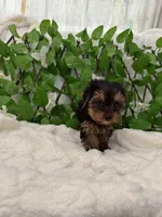 Romeo, a male Yorkshire Terrier for sale in Albuquerque, NM – Photo 3 of 9