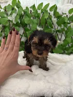 Romeo, a male Yorkshire Terrier for sale in Albuquerque, NM – Photo 7 of 9