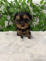 Romeo, a male Yorkshire Terrier for sale in Albuquerque, NM – Photo 9 of 9