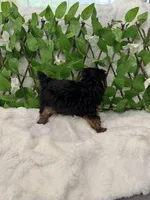 Romeo, a male Yorkshire Terrier for sale in Albuquerque, NM – Photo 8 of 9