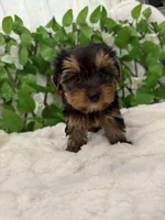Romeo, a male Yorkshire Terrier for sale in Albuquerque, NM – Photo 5 of 9