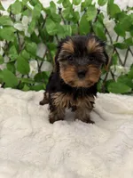 Romeo, a male Yorkshire Terrier for sale in Albuquerque, NM – Photo 2 of 9