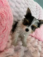 Chanel, a female Yorkshire Terrier for sale in Albuquerque, NM – 1 of 6