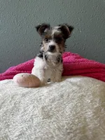 Coco, a female Yorkshire Terrier for sale in Albuquerque, NM – 2 of 9
