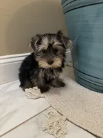 Rover, a male Yorkshire Terrier for sale in Albuquerque, NM – 5 of 5