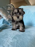 Moses, a male Yorkshire Terrier for sale in Albuquerque, NM – 2 of 6