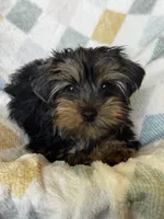 Benny, a male Yorkshire Terrier for sale in Albuquerque, NM – 5 of 7