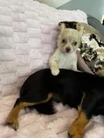 Chloe, a female Chihuahua for sale in Albuquerque, NM – 9 of 10