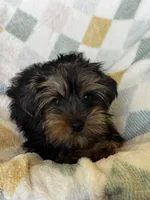 Benny, a male Yorkshire Terrier for sale in Albuquerque, NM – 2 of 7
