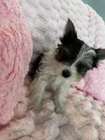 Chanel, a female Yorkshire Terrier for sale in Albuquerque, NM – 3 of 6