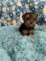 Atticus, a male Yorkshire Terrier for sale in Albuquerque, NM – 6 of 6
