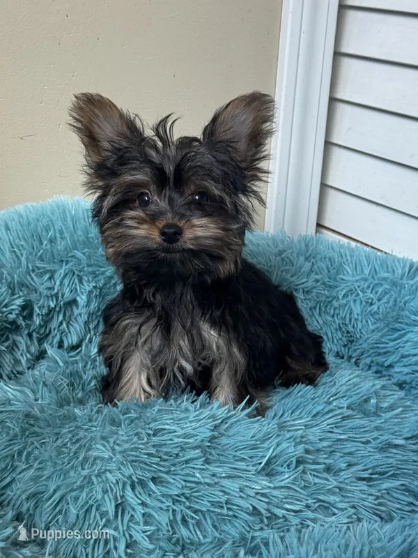 Bodhi – Yorkshire Terrier puppy for sale in Albuquerque, NM