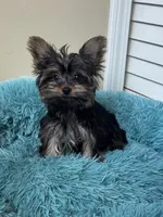 Bodhi, a male Yorkshire Terrier for sale in Albuquerque, NM – 1 of 5